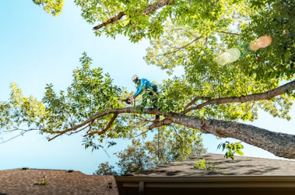 tree-service-arborist-rooftop Arborist trimming a tree branch near a rooftop, fast phone response example