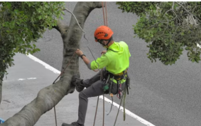 Commercial Tree Care: What Property Managers Are Actually Buying