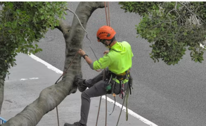 tree-service-climber-rigging Certified arborist rigging a tree limb near a commercial property, compliant tree care example