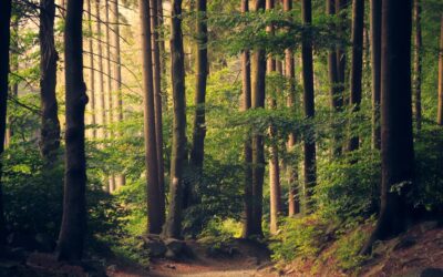 Commercial Tree Care: What Property Managers Are Actually Buying