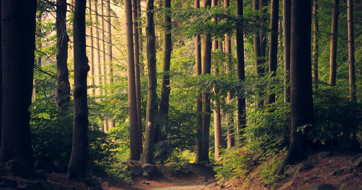 Tree Care Healthy trees and forest canopy